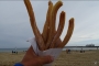 Chichis auch lecker
